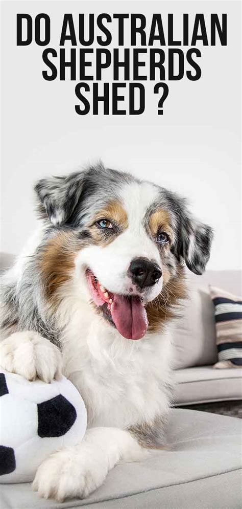 Do Australian Shepherds Shed Find Out Before You Bring One Home