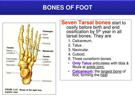 Lower Limb Bones Anatomy Ppt Vohra Limb Faculty Ksu Bocbanwasung