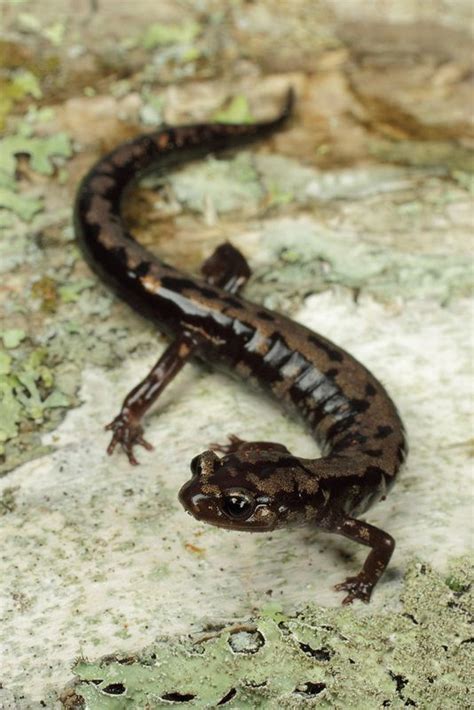 Salamanders For Sale Canada Role Microblog Image Library