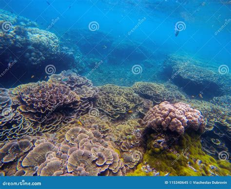 Underwater Landscape With Pink Corals Tropical Seashore Perspective