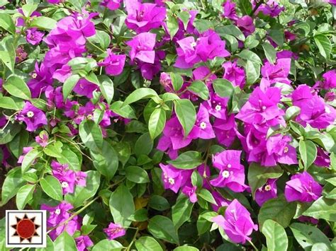 Selain warna yang kemas, anda juga boleh menggunakan pokok renek berbunga. FLOWERING SHRUBS IN TROPICAL LANDSCAPE / POKOK RENEK ...