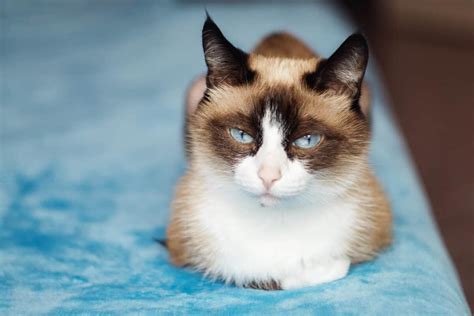 What Is A Snowshoe Siamese Cat