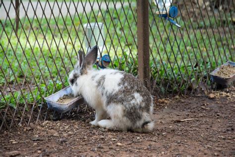 Rabbits Bunny In The Garden Stock Image Image Of Nature Cottontail