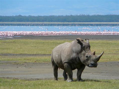 Lake Nakuru National Park All You Need To Know Before You Go