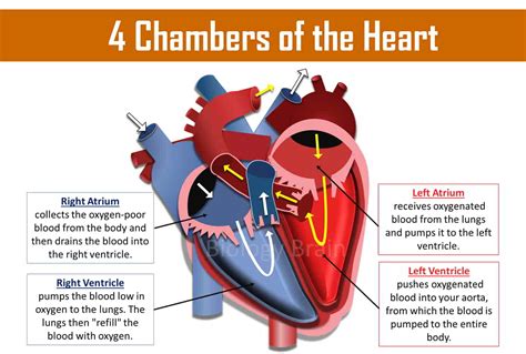 How Many Chambers Does The Heart Have What Are They Called Biology