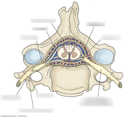 Vertebra And Spinal Cross Section Diagram Quizlet