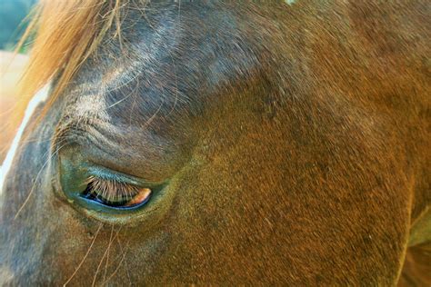 Brown Horse Head Close Up Free Stock Photo Public Domain Pictures