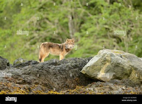Vancouver Island Wolf Photographed On Vargas Island West Coast