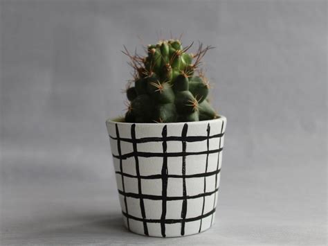 Which Cactus Is Best To Grow Indoor With Low Light