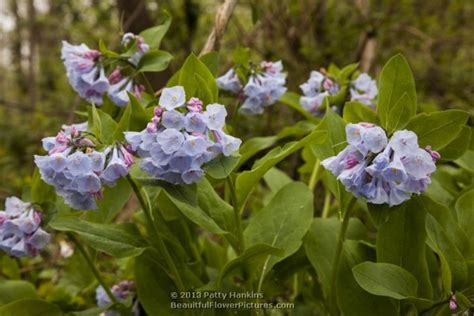 Virginia Bluebells Mertensia Virginica Beautiful Flower Pictures Blog