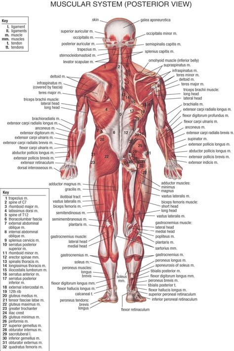 The superficial back muscles are the muscles found just under the skin. muscular system chart printable 1947 - Google Search ...