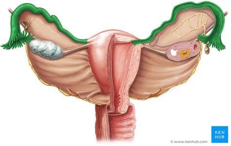 Fallopian Tubes Anatomy Histology And Embryology Kenhub My Xxx Hot Girl