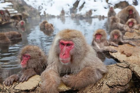Japanese Macaque Macaca Fuscata Snow Monkey Joshin Etsu National
