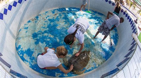 Sea Turtle Conservation In Mexico Projects Abroad