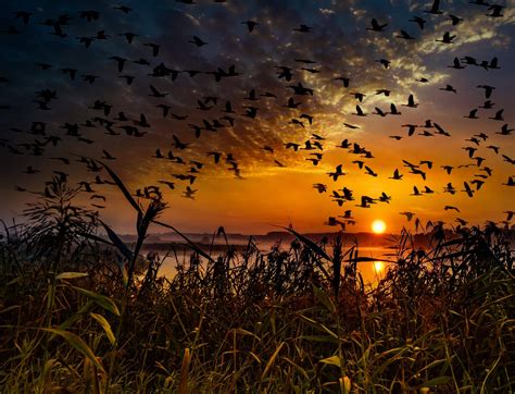 Birds In Sky Wallpapers Top Free Birds In Sky Backgrounds