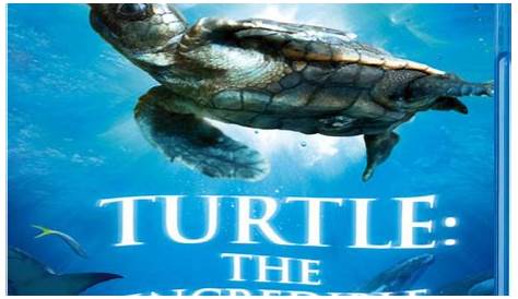 Turtle: The Incredible Journey 3D Blu-ray | Zavvi.com