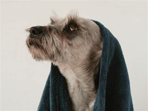 Can my dog and I share shampoo?