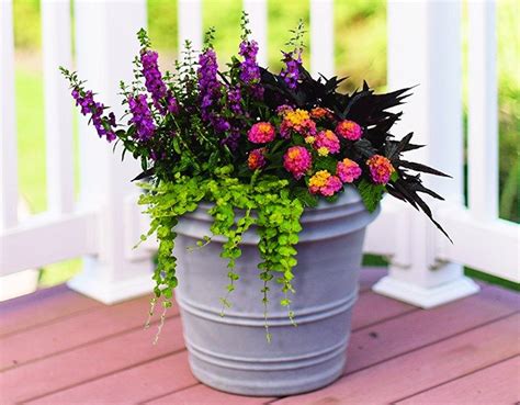 Burpee Colorful Container Flower Combos As Low As 3999 Reg 5999