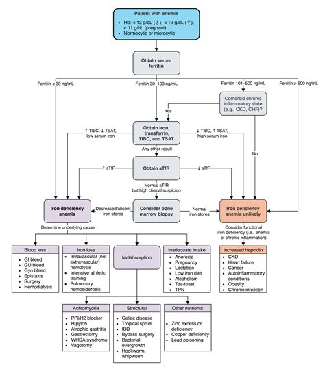 Iron Deficiency Anemia Differential Diagnosis Algorithm Labs