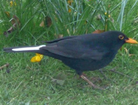Posts focusing on known birds will be removed at moderator discretion. blackbird with a white tail feather | Explore anne and ...