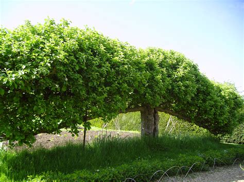 Japanese red maple have brilliant red leaves. Espalier | horticulture | Britannica