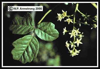 The unisexual flowers have 5 the unopened flower buds are covered with a white, sticky, aromatic resin that was applied to afflicted. Poison Oak