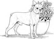 This boston terrier was one of 20 winners from our color your mutt contest. Dogs coloring pages | Free Coloring Pages