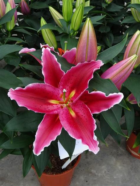 Lilium Oriental Pot Lily Sunny Martinique From Growing Colors