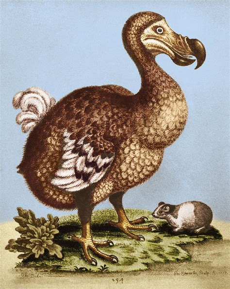 Dodo Flightless Bird Extinct Photograph By George Holton Fine Art