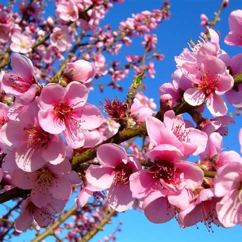 Peach Tree Care In Utah How To Grow And Care For Peach Trees