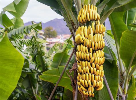 How Bananas Reproduce And How You Can Grow Them Yourself Happysprout