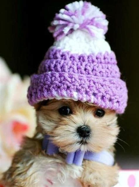 Support us by sharing the content, upvoting wallpapers on the page or sending your own background pictures. Cutest Puppy In Purple Winter Hat Pictures, Photos, and ...