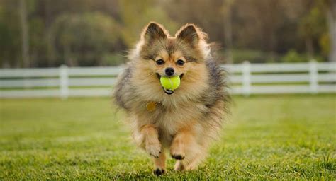 Pomeranian Dog Breed Information And Types Hubpages