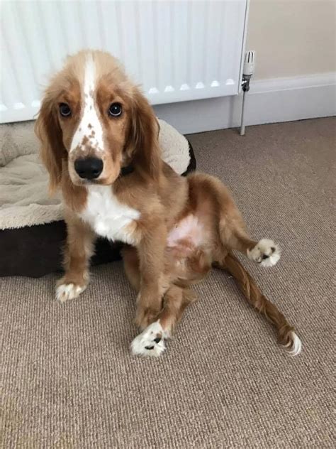 Explore this section preparing for puppy 2 months old 3 months old 4 months old 5 months old 6 months old 7 months old 8 months old 9 months now is a good time to learn about trimming your dog's nails; COCKER SPANIEL PUPPY BOY 6 MONTHS OLD | in Ealing, London | Gumtree