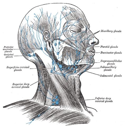 Figure Lymph Notes Of The Head Statpearls Ncbi Bookshelf