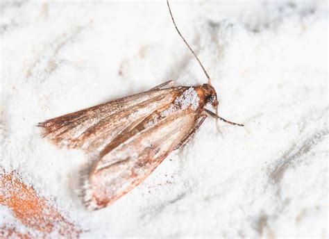 But if moths have already invaded your house, then consider to try the following methods. Got Pantry Moths? Get Rid of the Infestation Naturally ...