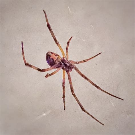 Brown Widow Spider Latrodectus Geometricus Griffith Flickr