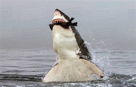 Great White Shark Carcharodon Carcharias Leaping Out Of Water To