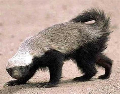 Honey Badger The Most Aggressive Mammal Fantastic Wildlife