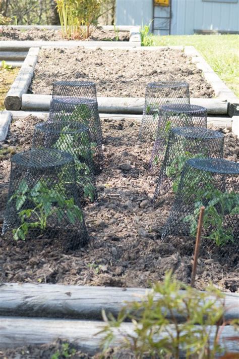 Once you've mastered the gardening technique, you can make a raised garden bed to plant crowds of seasonal flowers to add color to your landscape. Tomato Planting - CREATIVE CAIN CABIN | Plants, Plant protection, Garden
