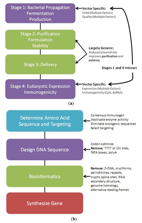 Vaccines | Free Full-Text | Vector Design for Improved DNA Vaccine
