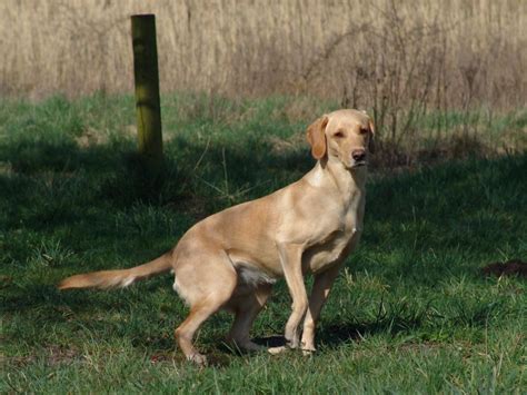 Ergebnisse und statistiken seit 1950. 'Formel 1' Labrador - hvad er det?