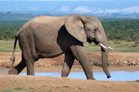 How Long Do Elephants Live The Lifespan Of Elephants Green Your Ways