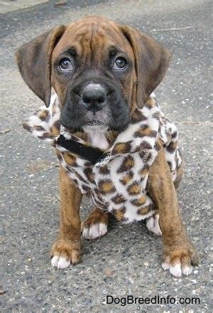 And gives you the support of our dedicated private student's forum. Raising a Puppy: Second week in his new home