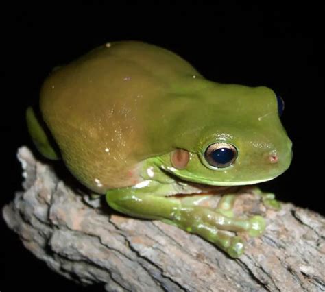 Australian Green Tree Frog Facts Diet Habitat And Pictures On