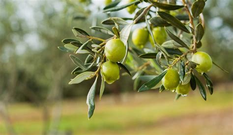 Olive Tree How To Grow And Maintain Tips