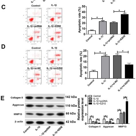 ezh2 facilitates il 1β induced chondrocyte apoptosis and ecm download scientific diagram