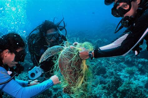 7 Dangers Of ‘ghost Gear On Marine Life