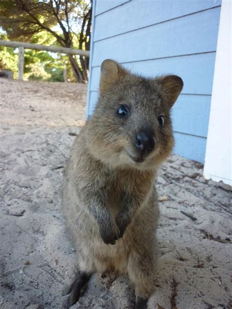 Mother quokka with her little quokka baby is enjoying the life 🥰. 55 best images about QUOKKAS!!!!!! on Pinterest ...