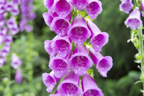 We just bought it because it was cool looking. Wild Foxglove 9cm pots (Digitalis purpurea) | UK Delivery ...